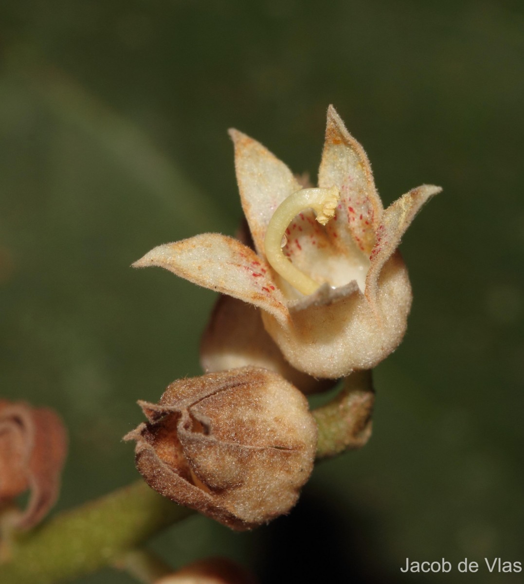 Sterculia zeylanica Kosterm.